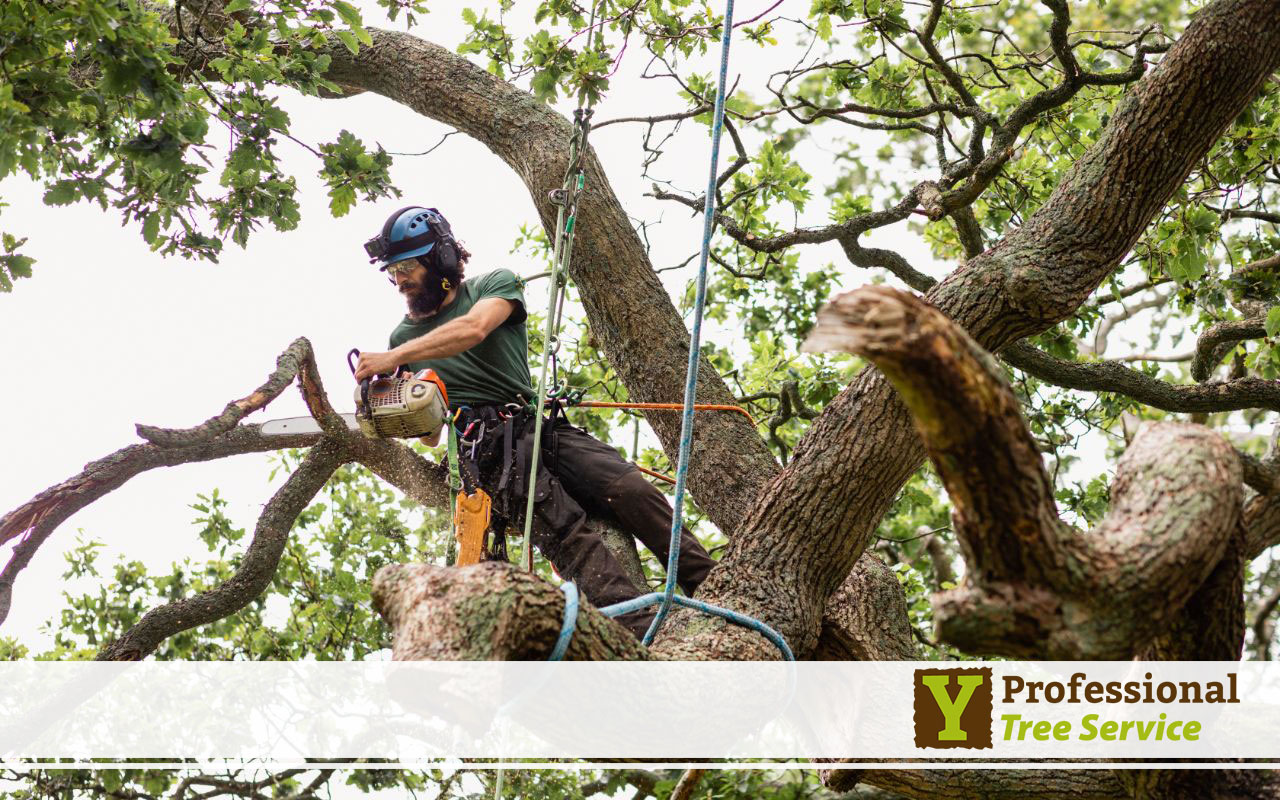 arborist removing a tree