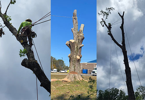 Looking To Hire Someone To Trim Your Trees?