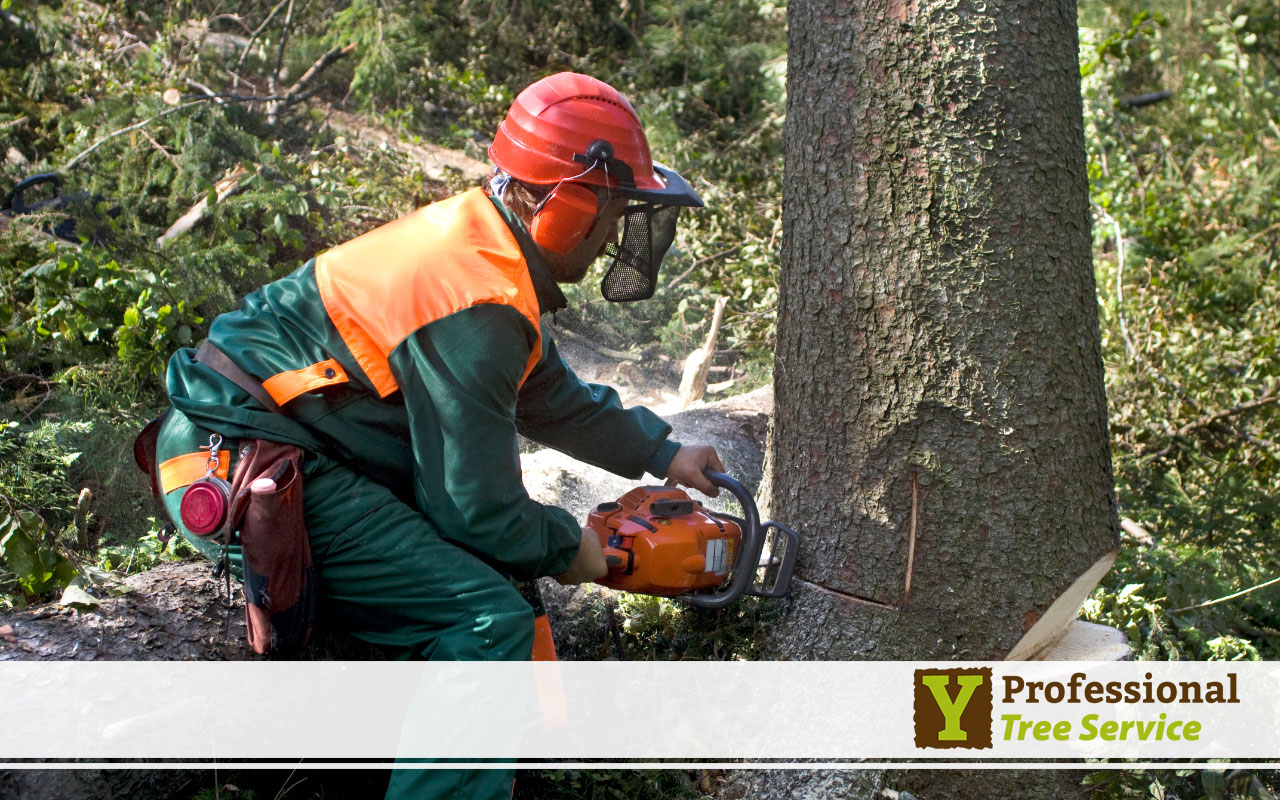 tree removal