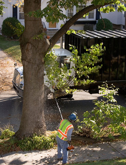 Tree Trimming Service