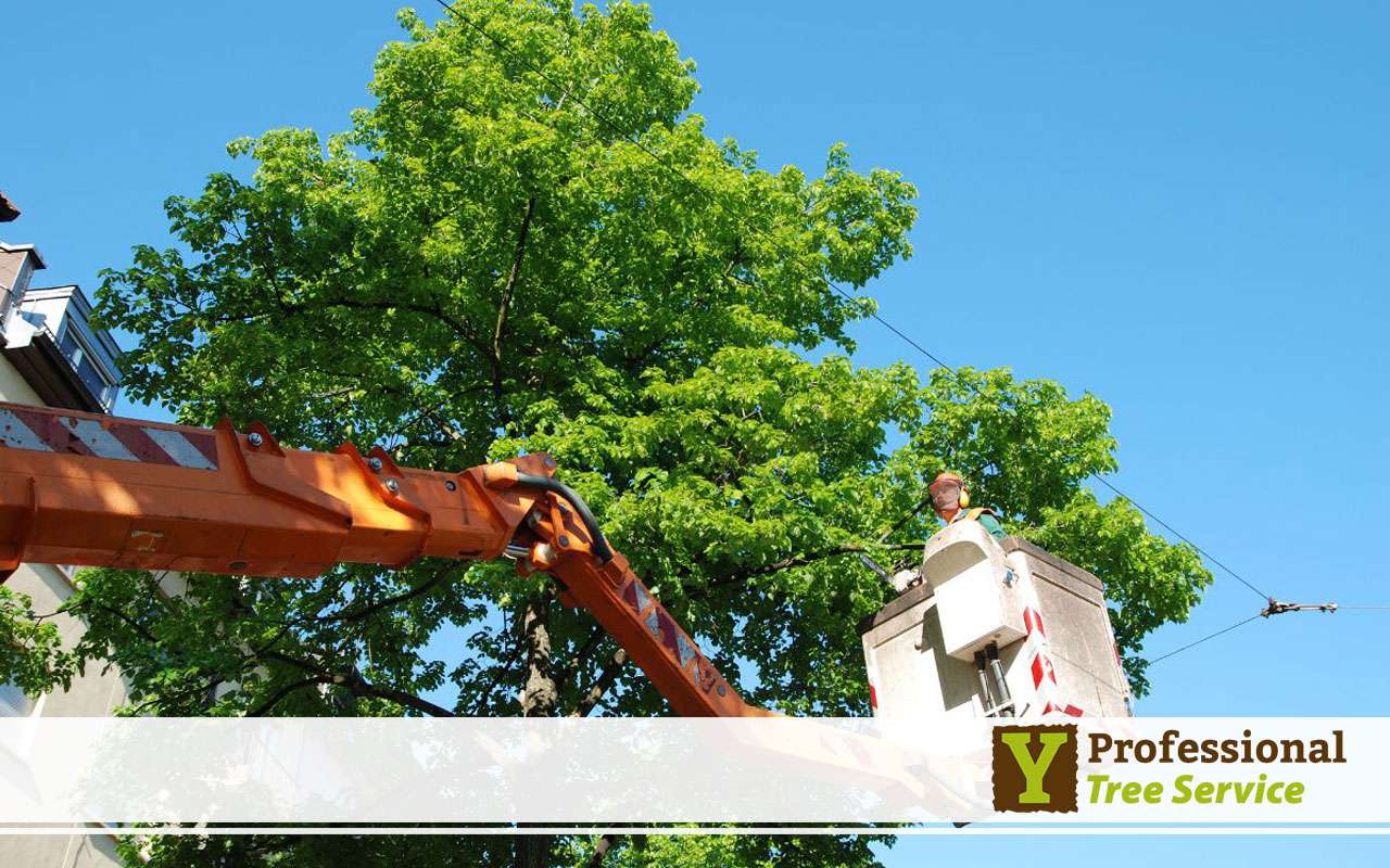 Oak Tree Removal