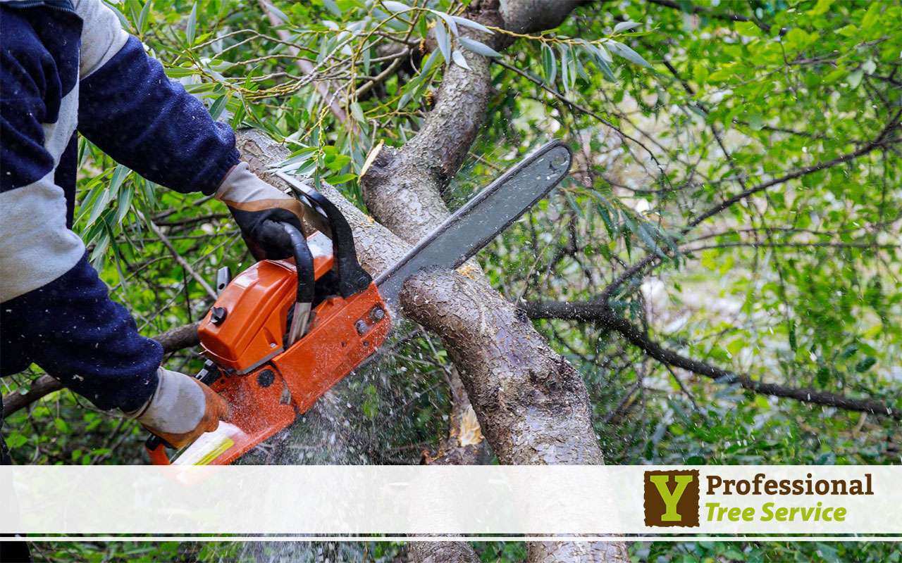 Reduce Homeowner Liability - Benefit Yourself From Regular Tree Trimming