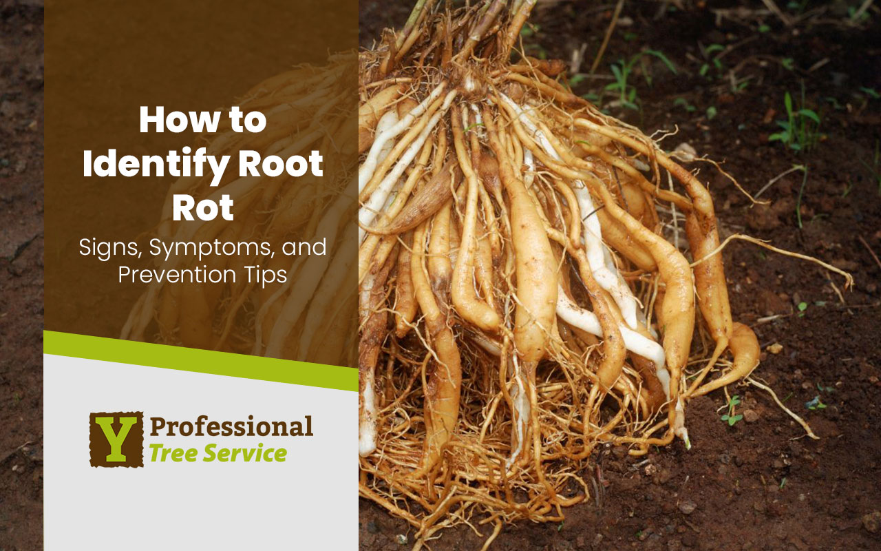 How To Identify Root Rot Signs Symptoms And Prevention Tips