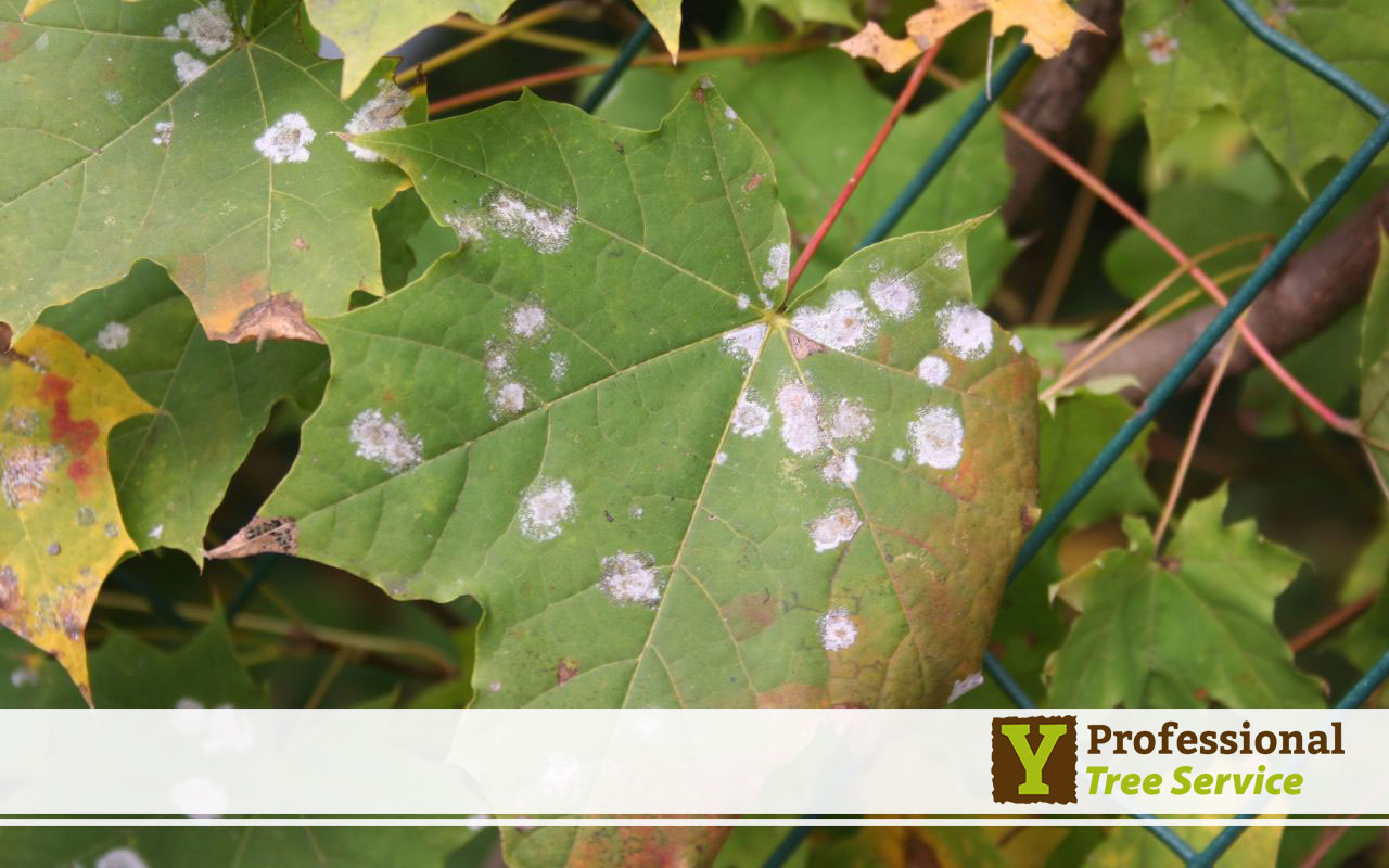 Regularly inspect your trees for signs of disease, such as discolored leaves, wilting, or unusual growths.