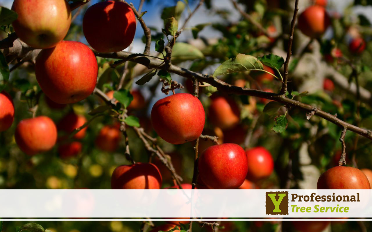 Selecting the Right Fruit Tree Varieties