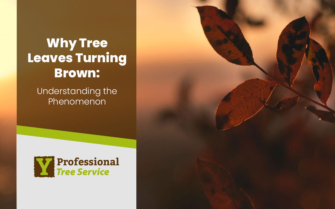 Why Tree Leaves Turning Brown: Understanding the Phenomenon