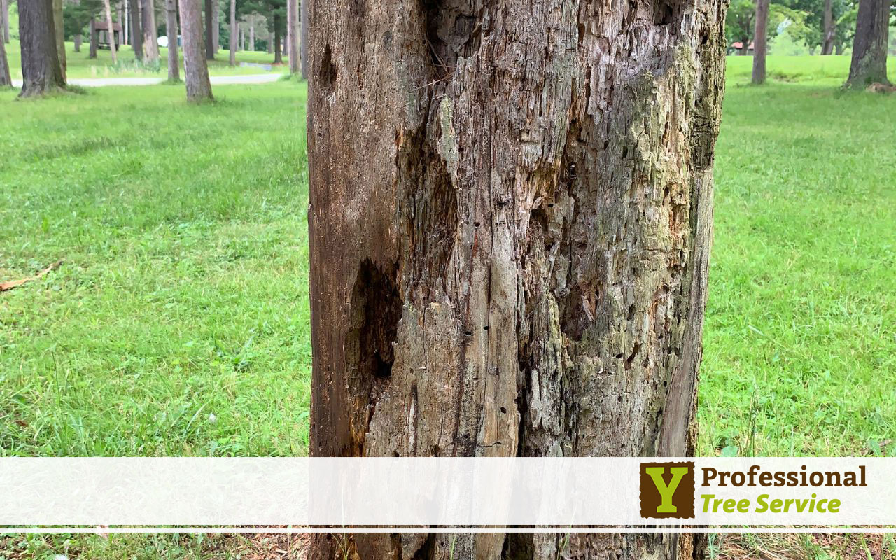 Understanding the Damaged Tree Trunk: To Repair or Not to Repair?