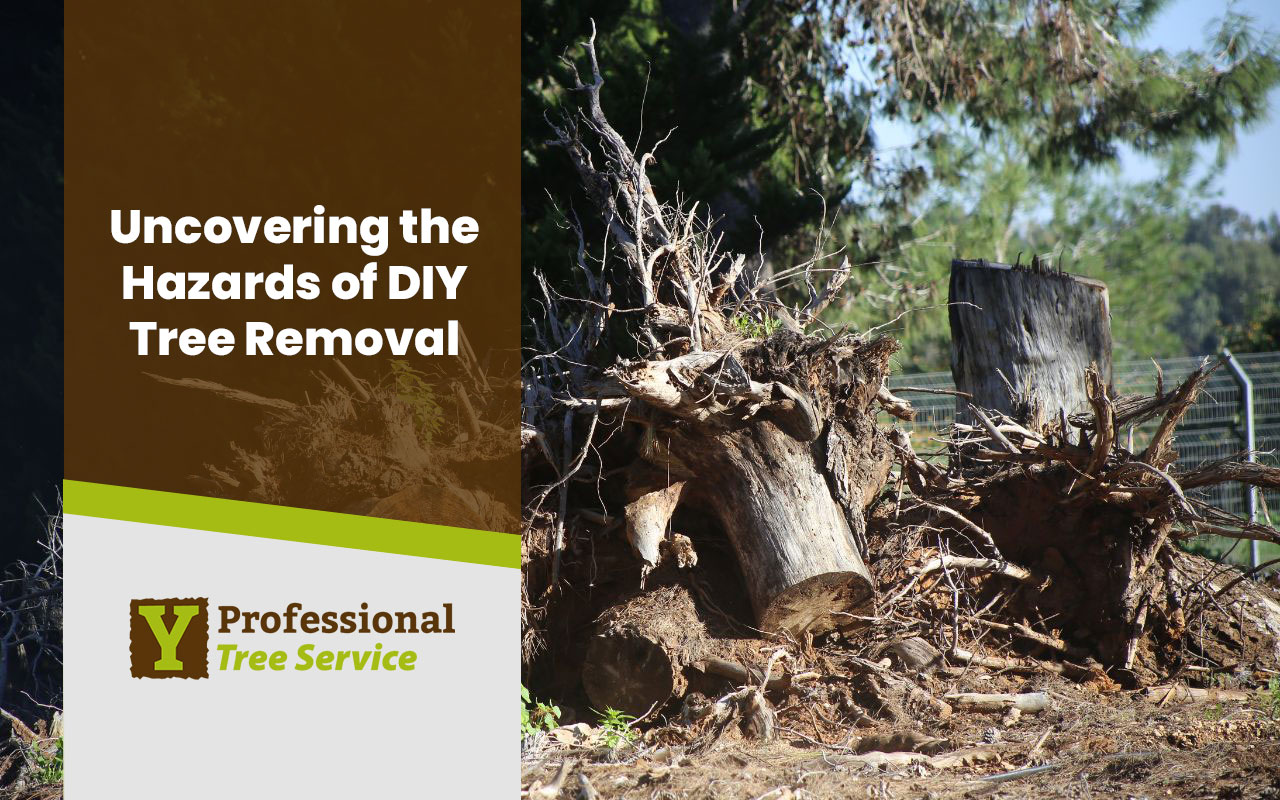 Exploring The Risks And Benefits Of Diy Tree Removal