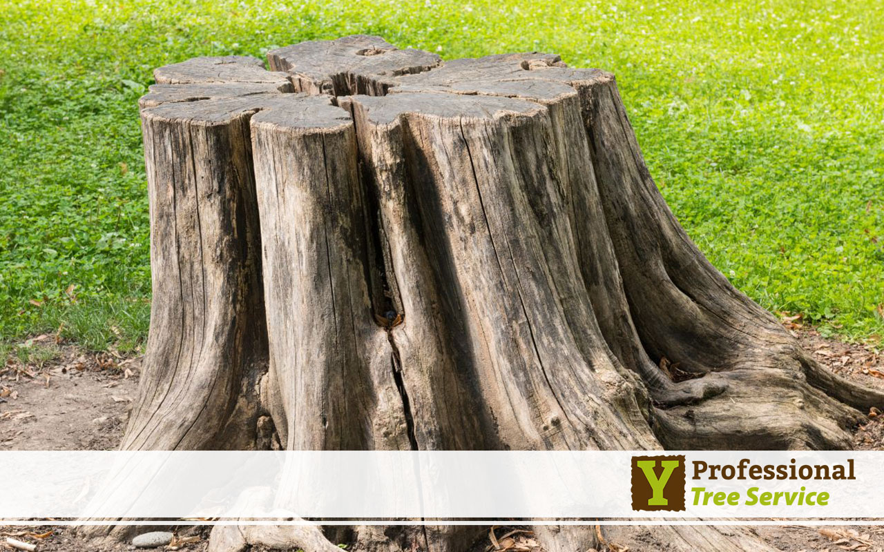 The Importance of Tree Stump Removal