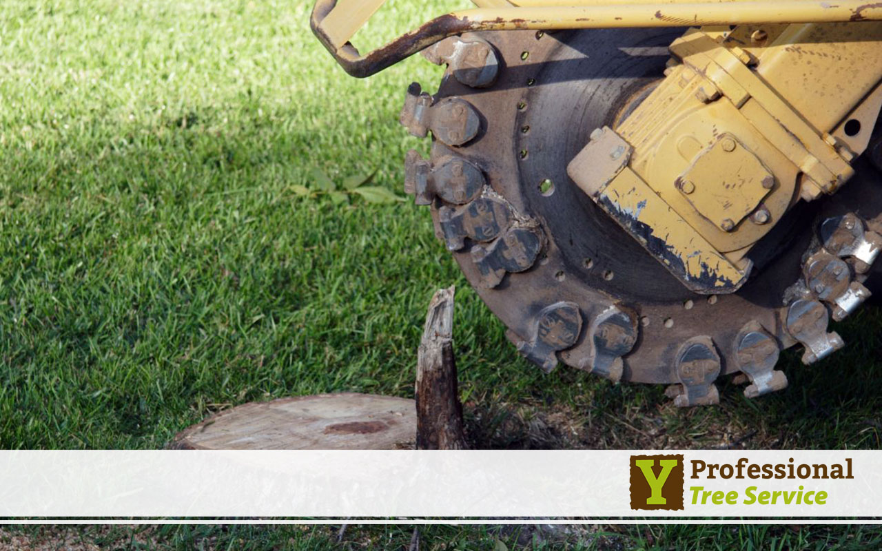 Reimagine Your Property with Expert Stump Removal by Y Professional Tree Service