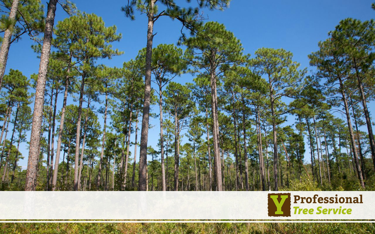 Alabama's native trees add unparalleled beauty to landscapes.