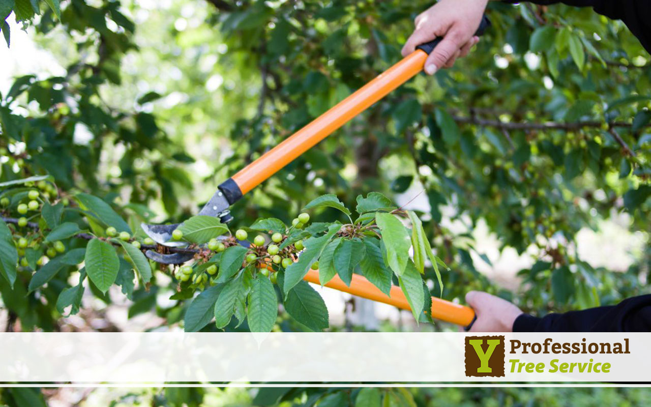 Y Professional Tree Service ensures safe tree care services