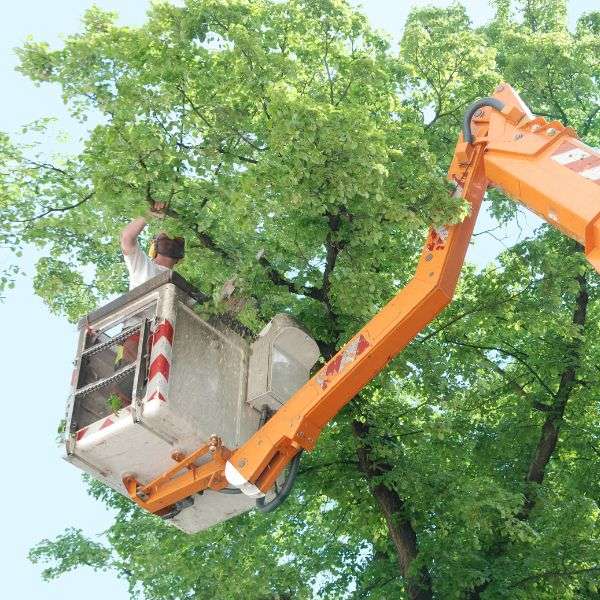 Tree Trimming