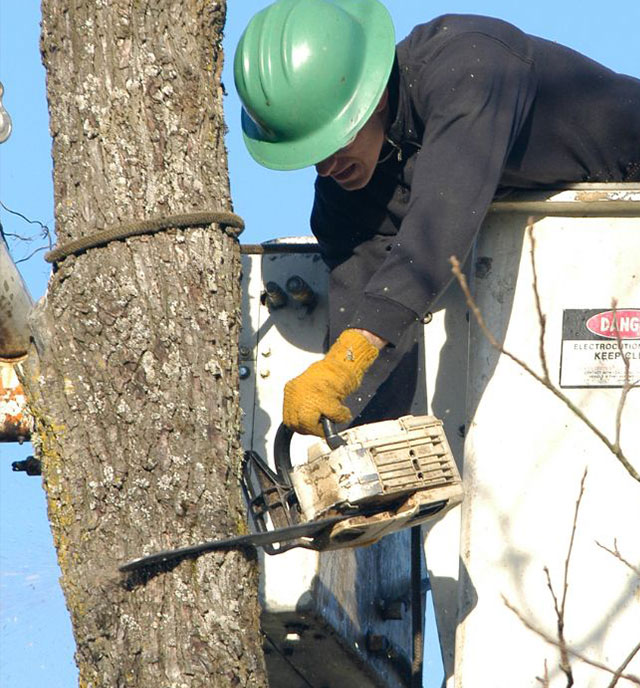 faqs-tree-removal