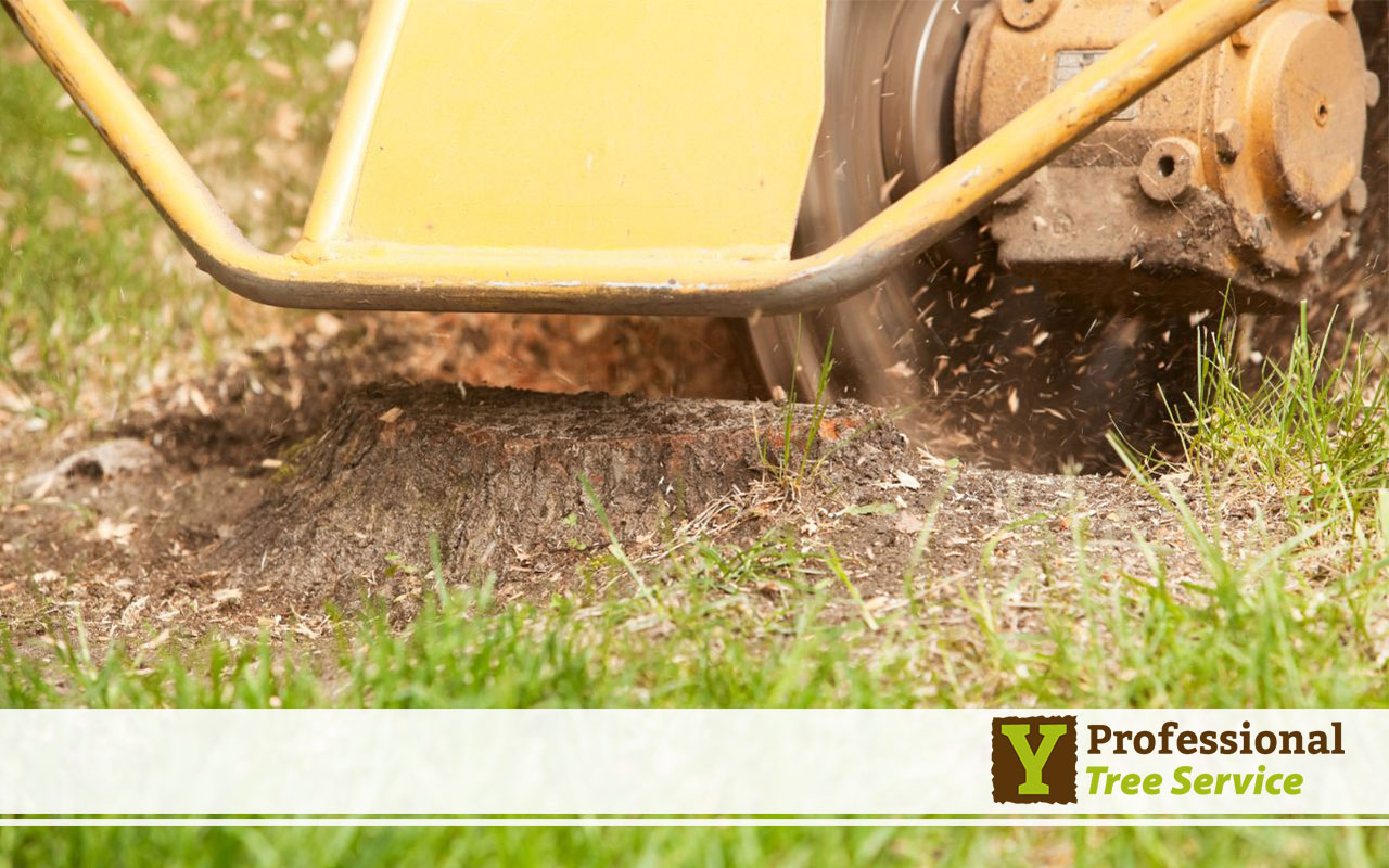 Stump Grinding Process by Y Professional Tree Service