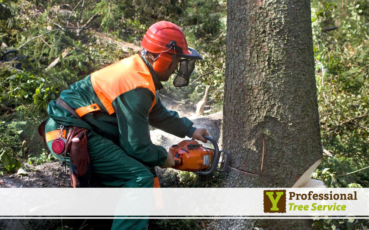 Detailed image of safe tree cutting techniques in Crossville.