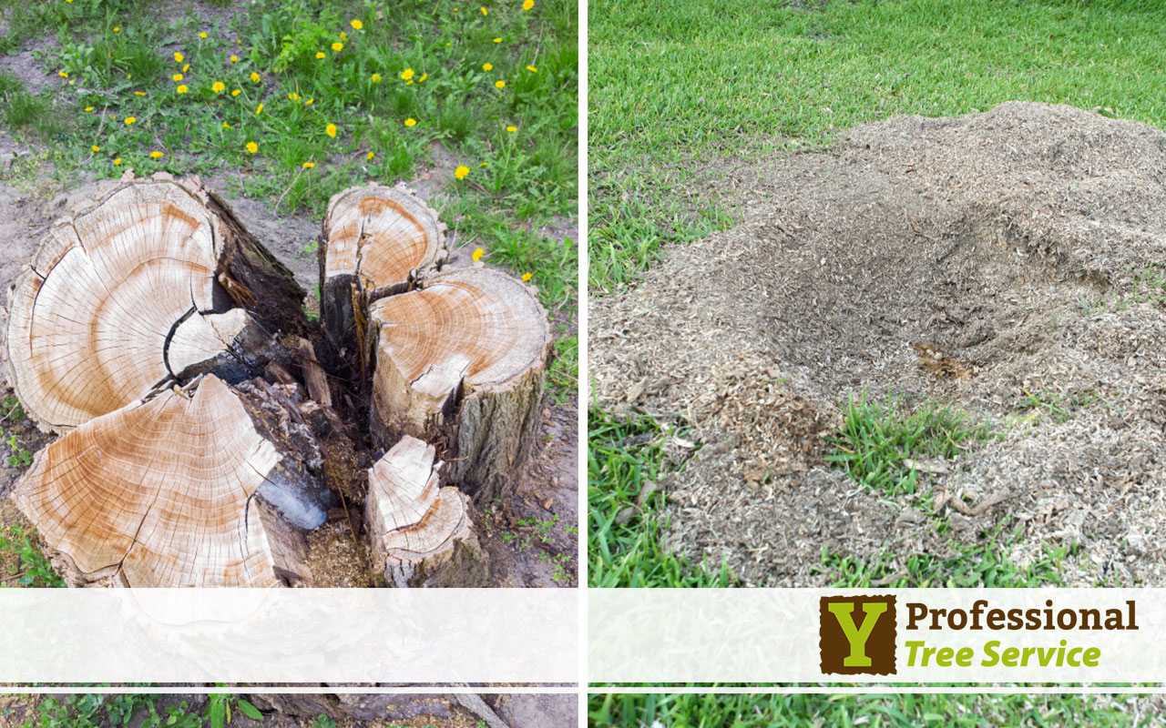 Before and after photos of stump grinding, showcasing clear landscape transformation