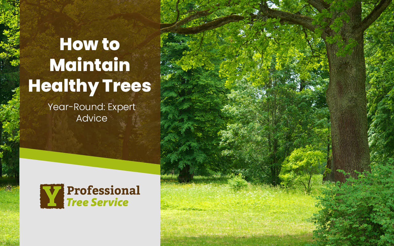 How to maintain healthy trees with expert tips.