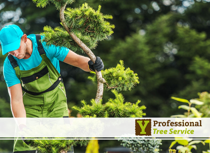 Inspecting trees for health and vitality.