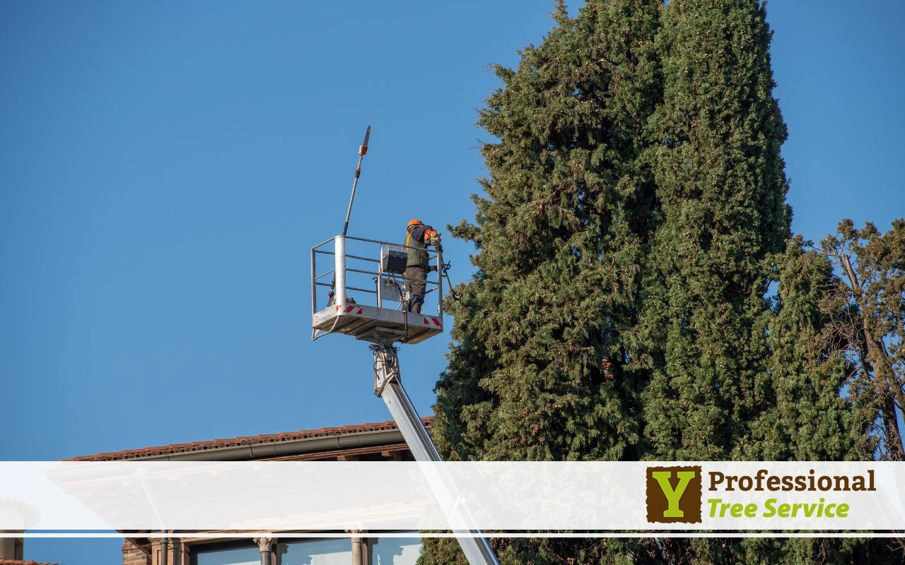 Commercial tree topping in Crossville, AL for safety and visibility.