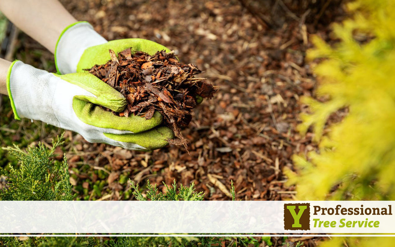 Mulching and Watering in Winter