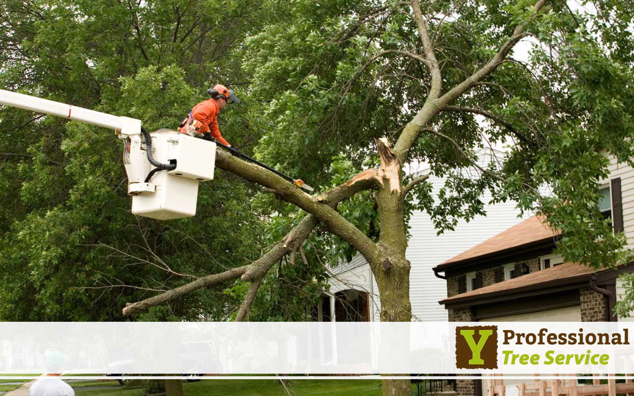 Setting up a safe work zone for tree removal