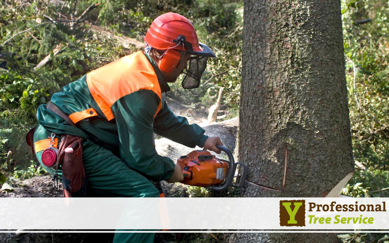 Essential equipment for safe tree removal