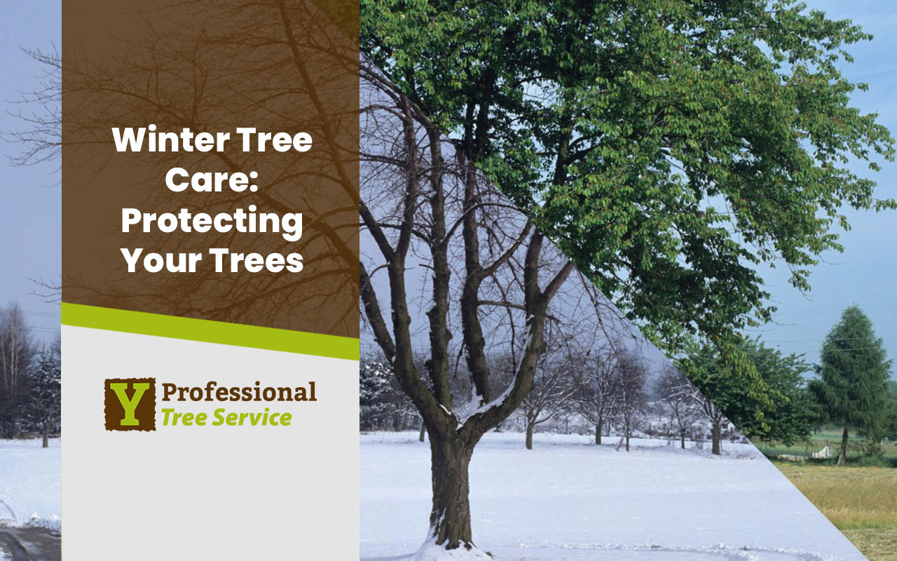 Winter Tree Care