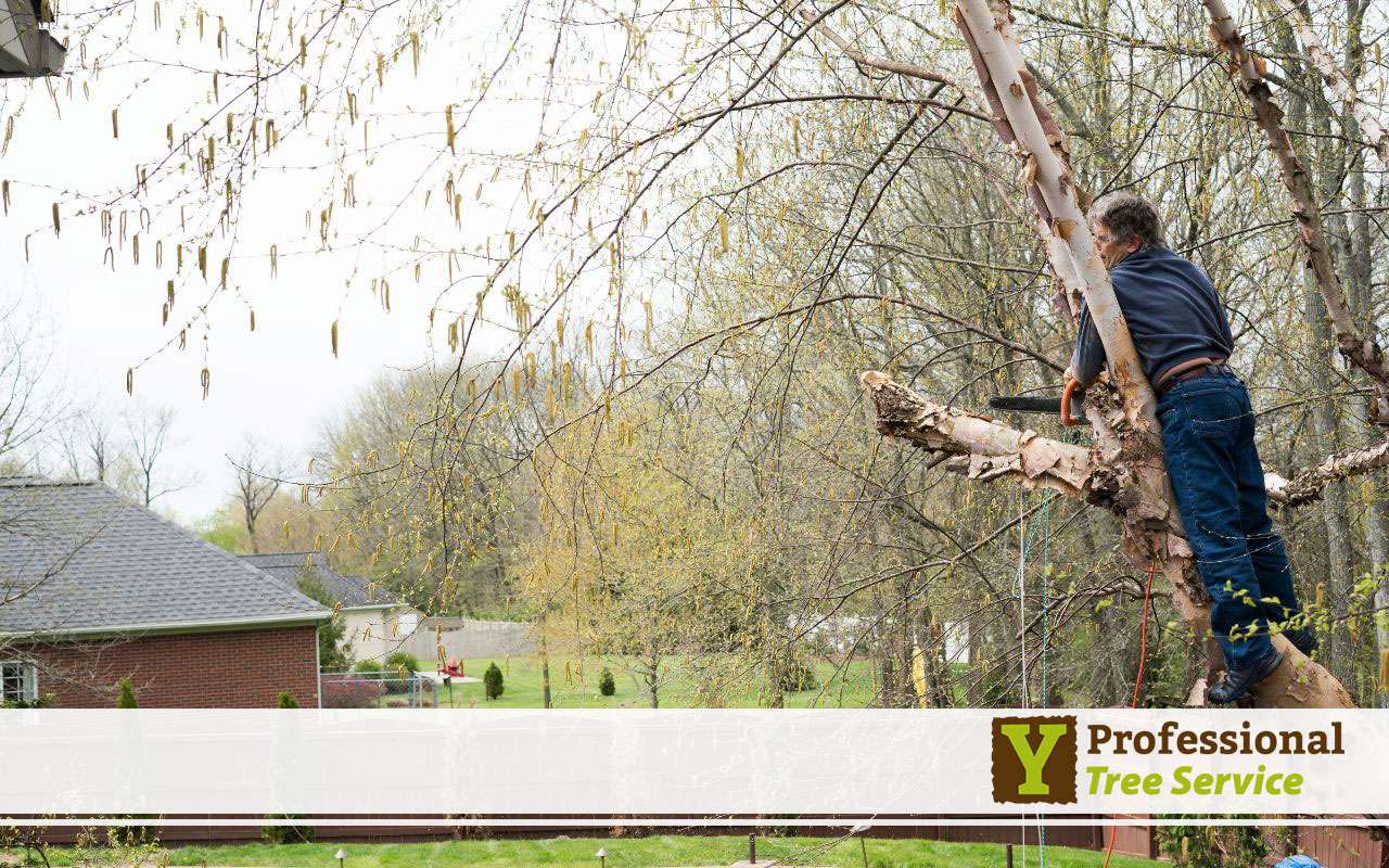 Protecting trees from frost using burlap wrapping for young tree trunks in winter.