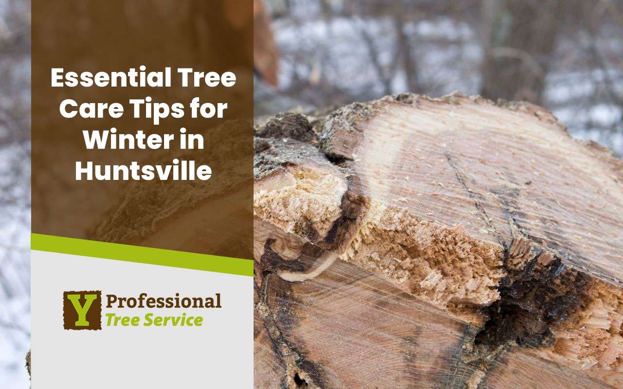 Tree care for winter in Huntsville with protective mulch around tree base