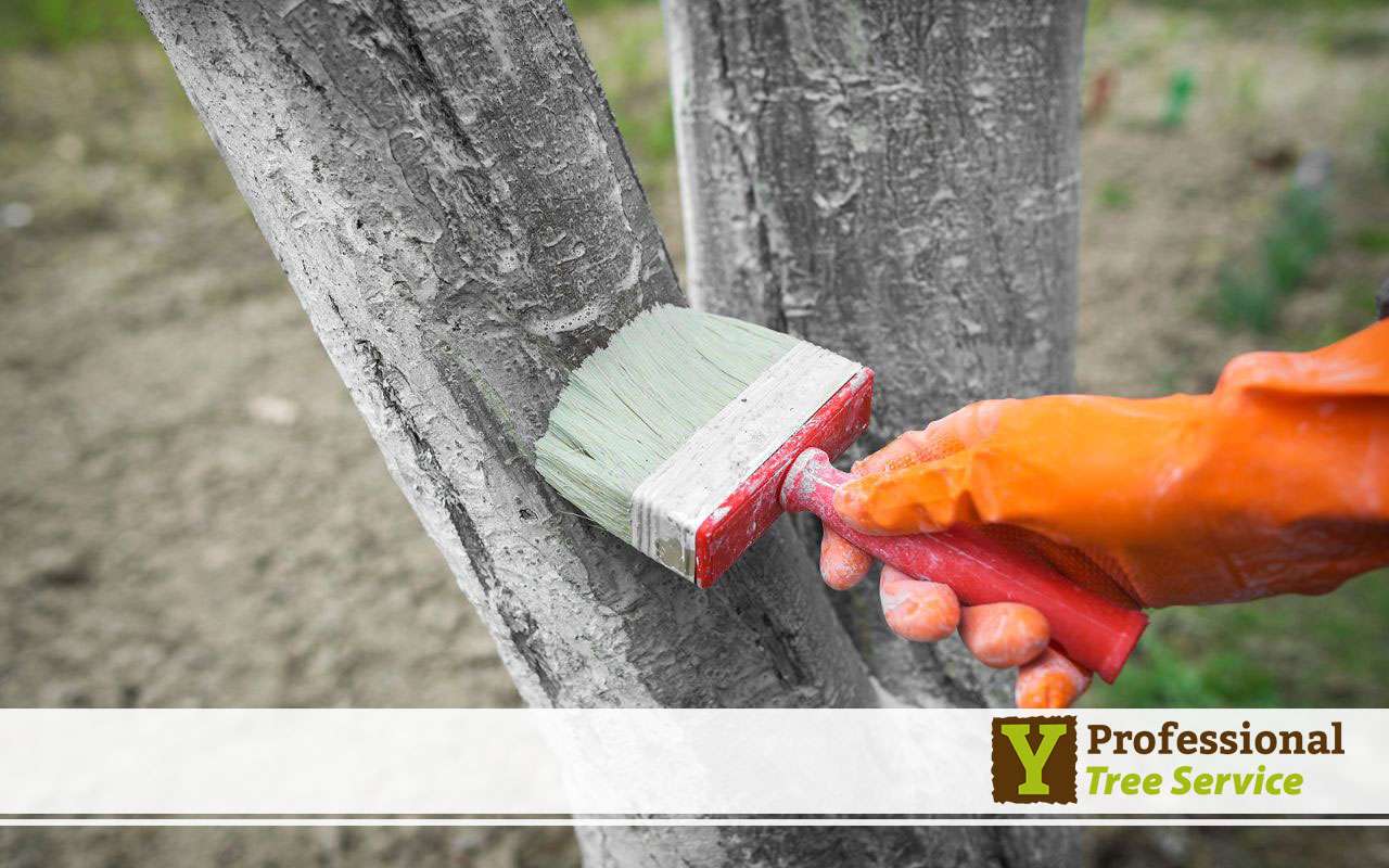 Winter tree trimming tips showing branches being pruned for healthier growth.