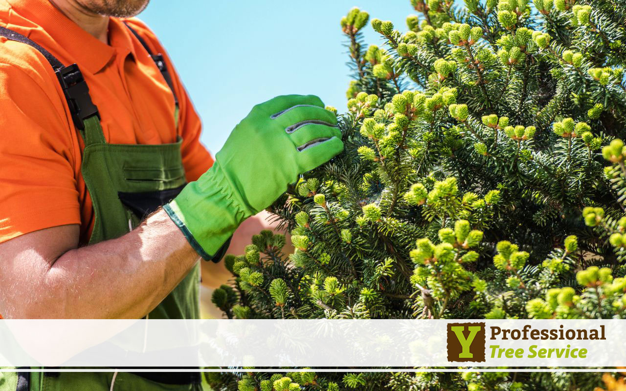 Healthy tree after pest prevention treatments.