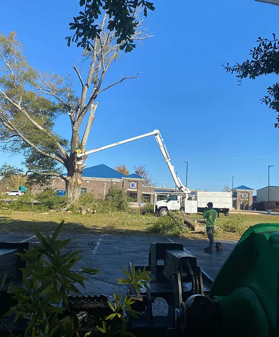 Tree Removal In Guntersville, Alabama