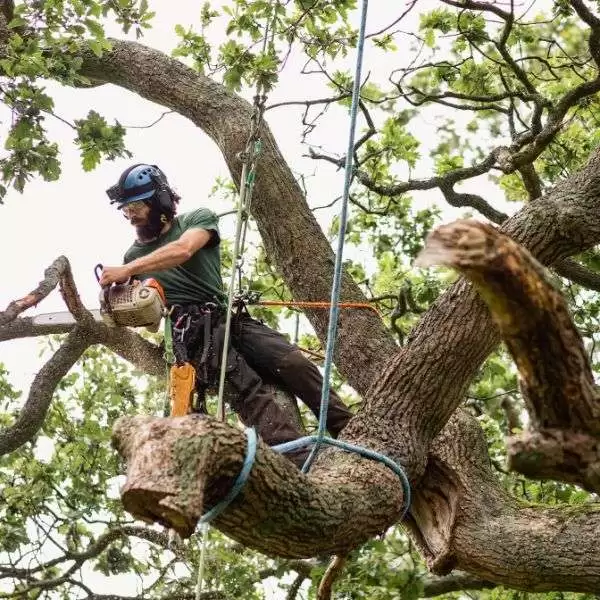 Tree Removal