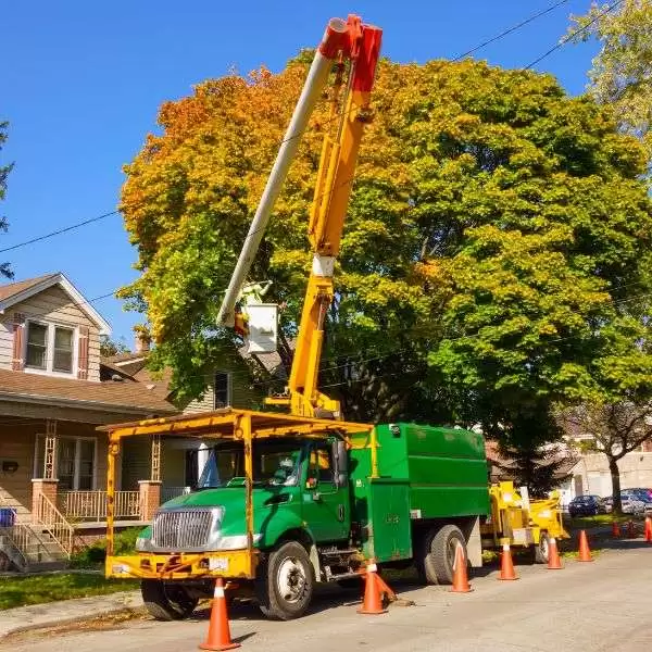 Tree Services